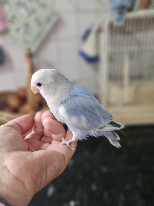 Rosicolis nascidos outubro