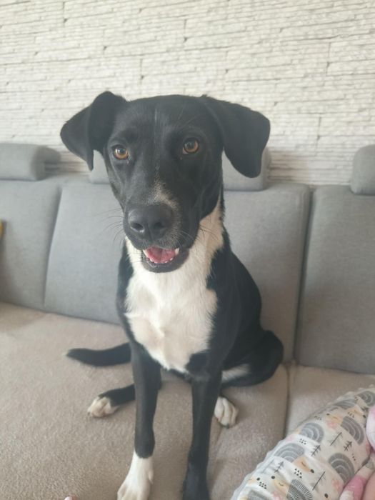 Oddam za darmo labrador