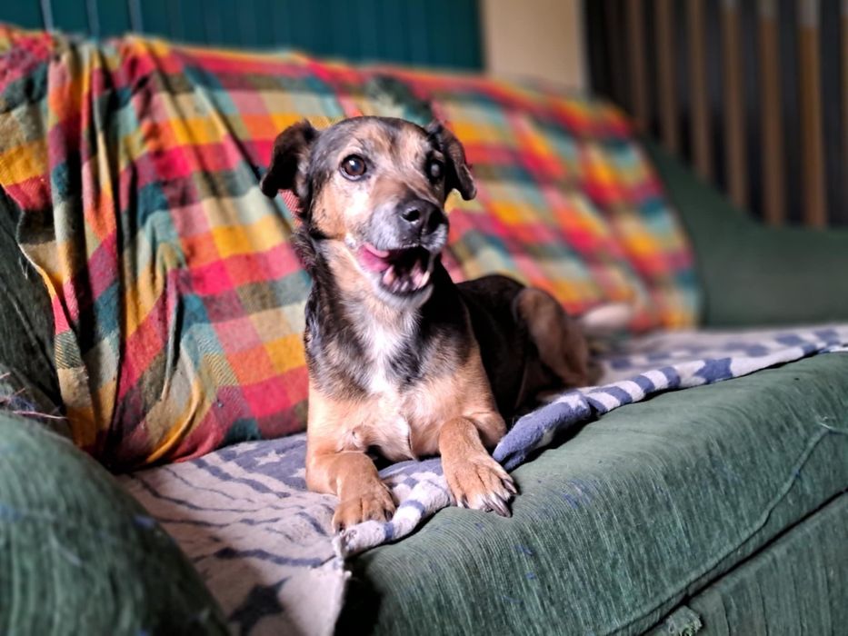 Oddam za darmo- Sympatyczny Kidek szuka domu