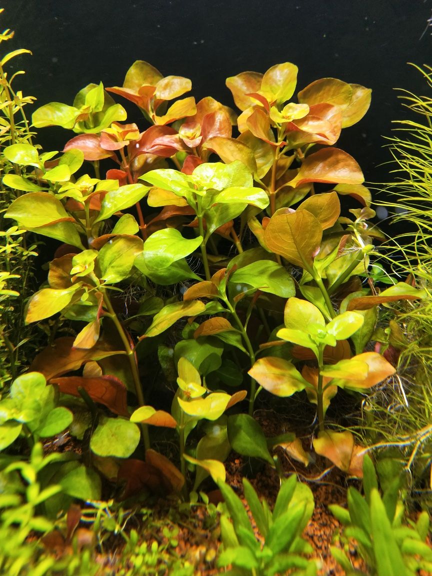 Ludwigia Repens Mesakana