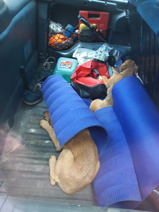 Do oddania znalezione dwa szczeniaki