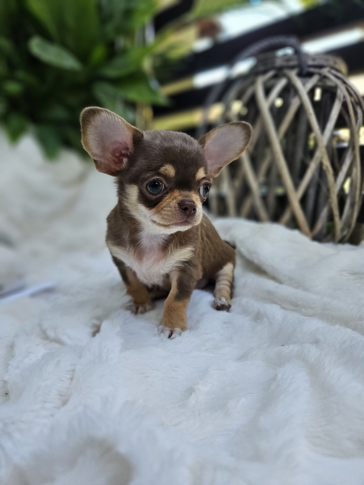 Chihuahua wyjątkowy chłopczyk dla konesera