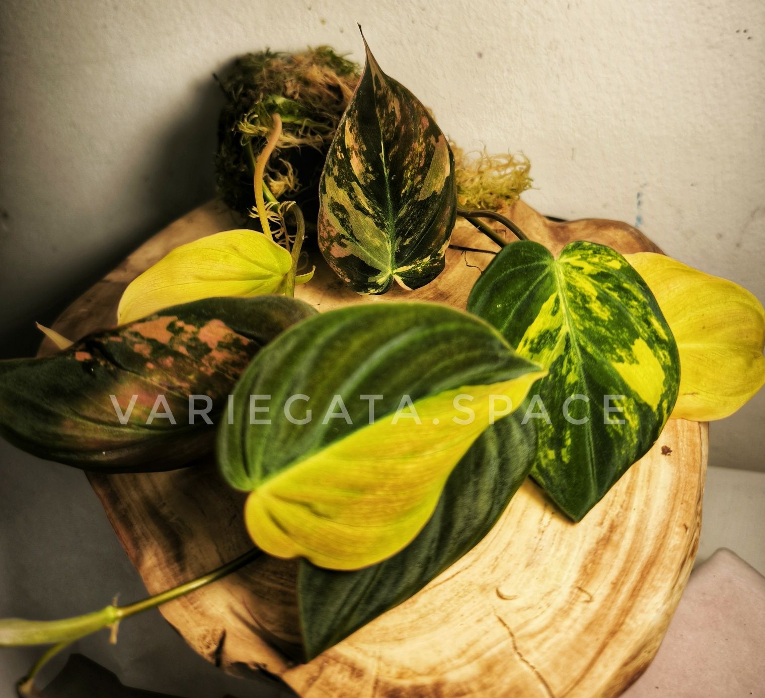 Philodendron Micans variegata filodendron Mikans duża sadzonka