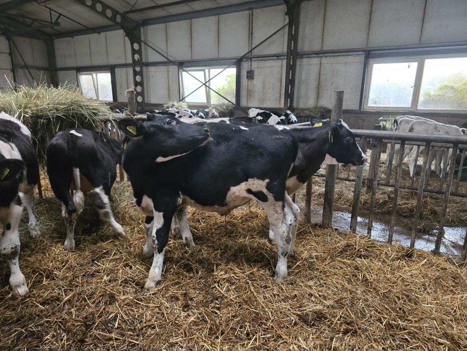 Sprzedam byczki opasy