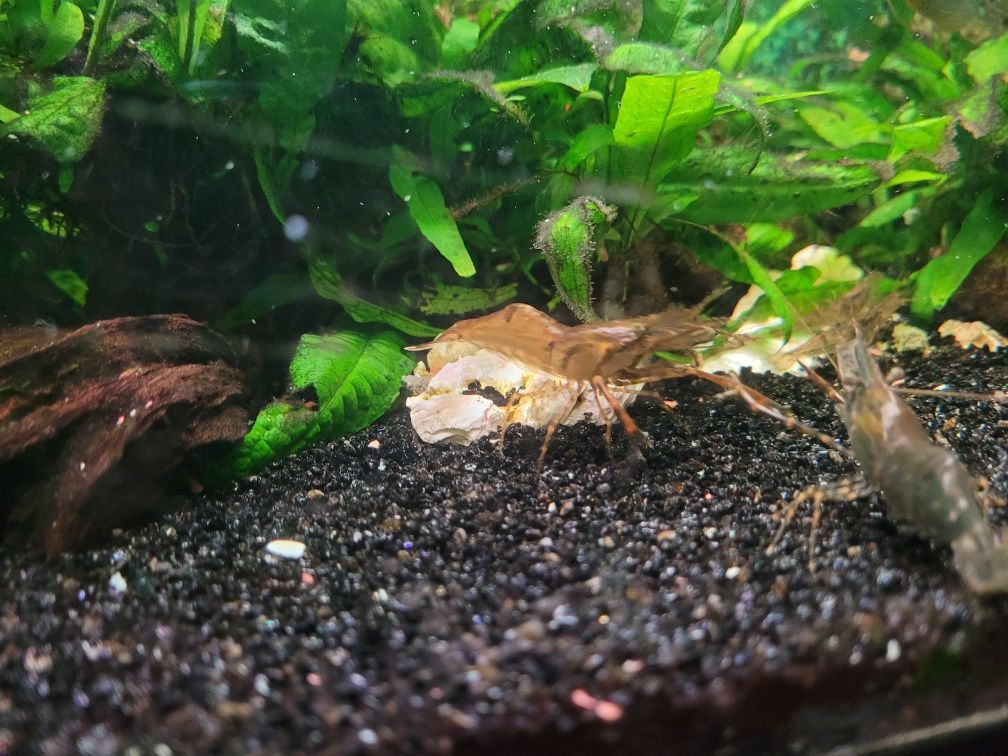Camarao macrobrachium