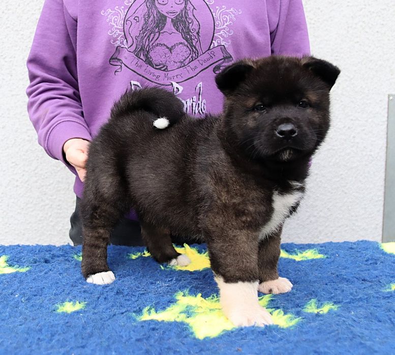 Akita Amerykańska samiec