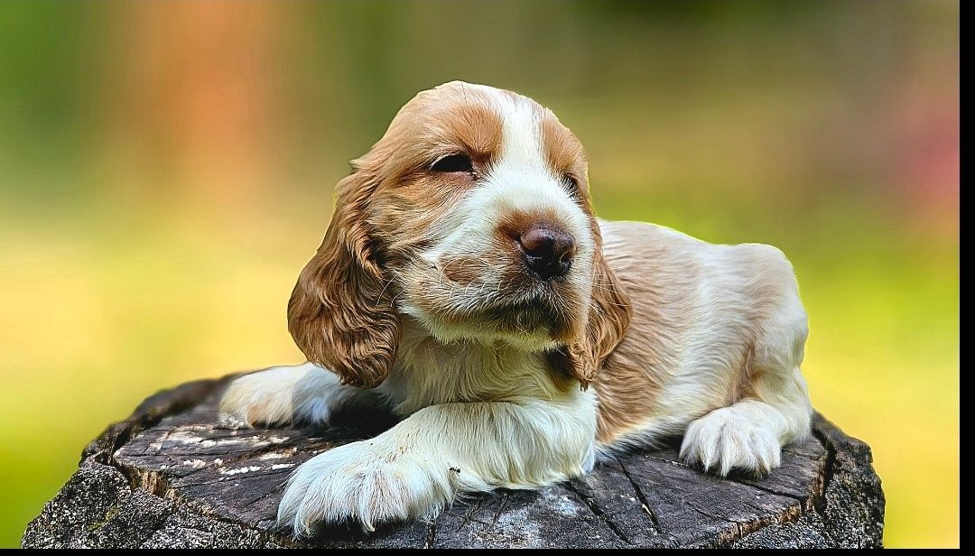 Cocker Spaniel Angielski - cudowny piesek Orange Roan