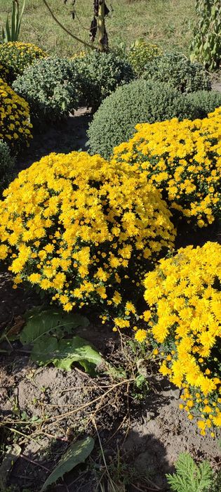 Хризантема мультифлора