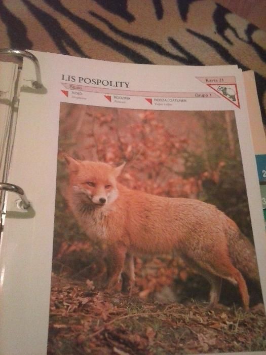 Encyklopedia Zwierząt od A do Z