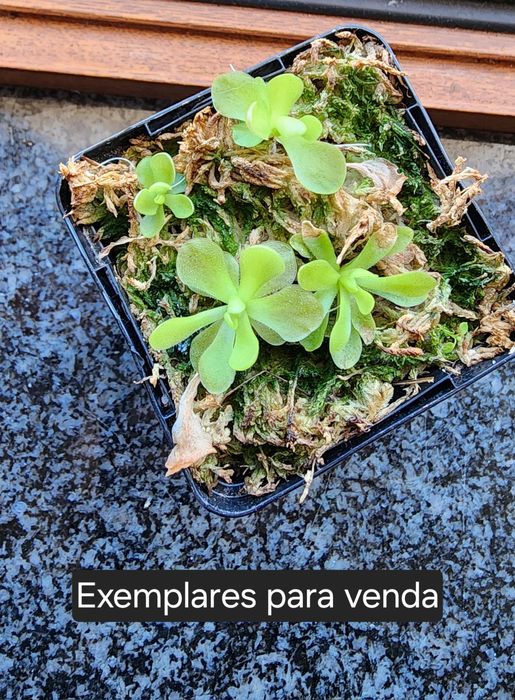 Pinguicula ehlersiae (planta carnivora mexicana)