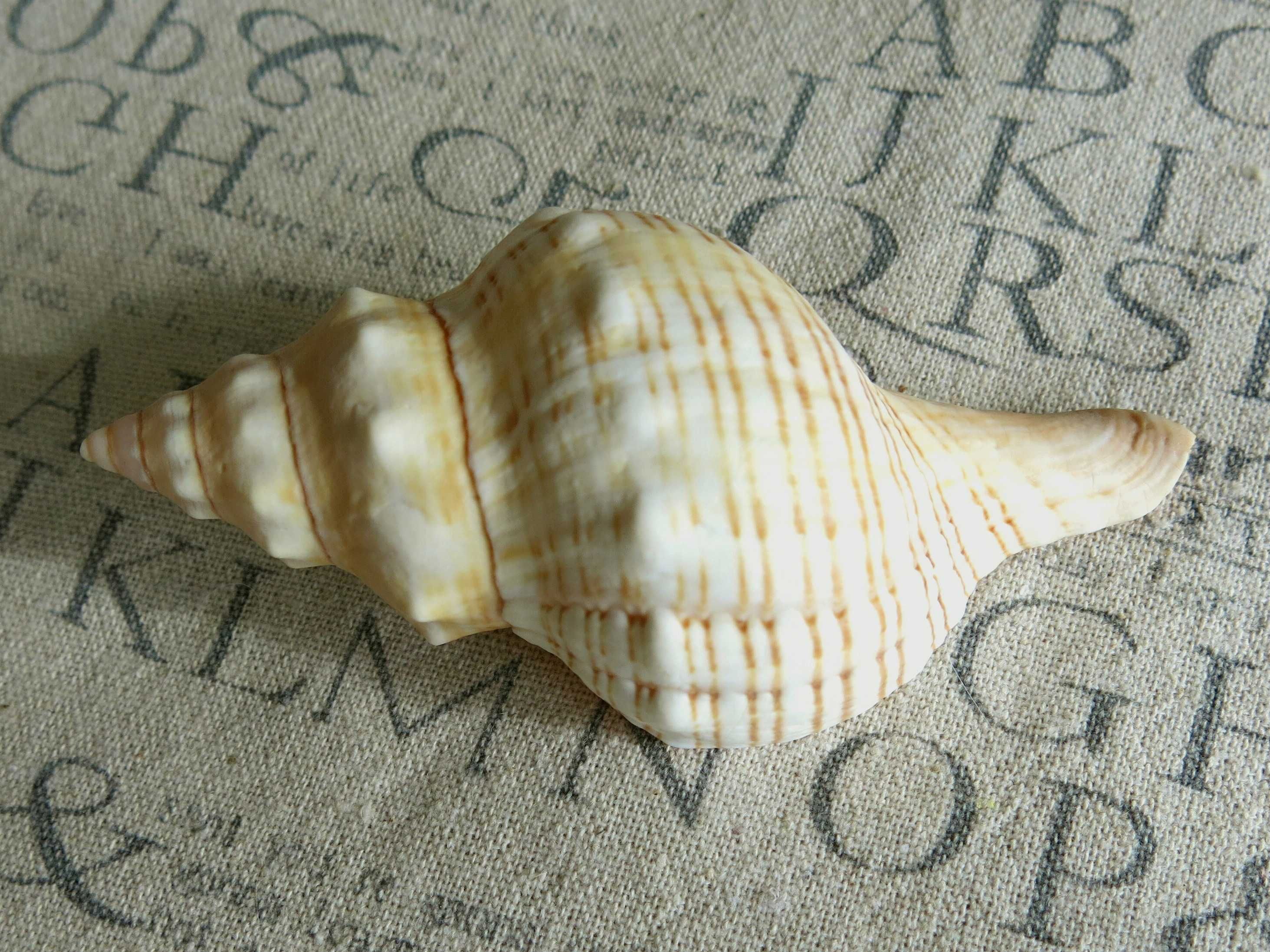 Muszla morska - Lugubrilaria (Pleuroploca) lugubris / 103 mm