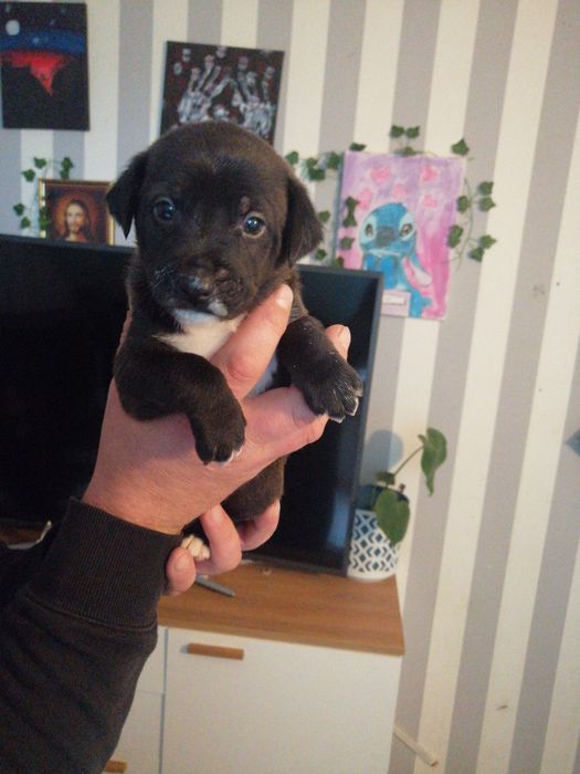 Do oddania szczeniaczki