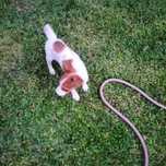 Jack Russel macho 3 meses