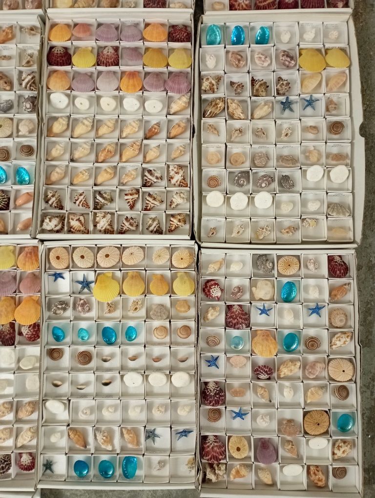 Conchas e Búzios