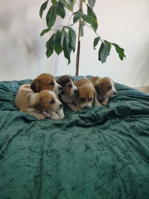 Beagle piesek ..