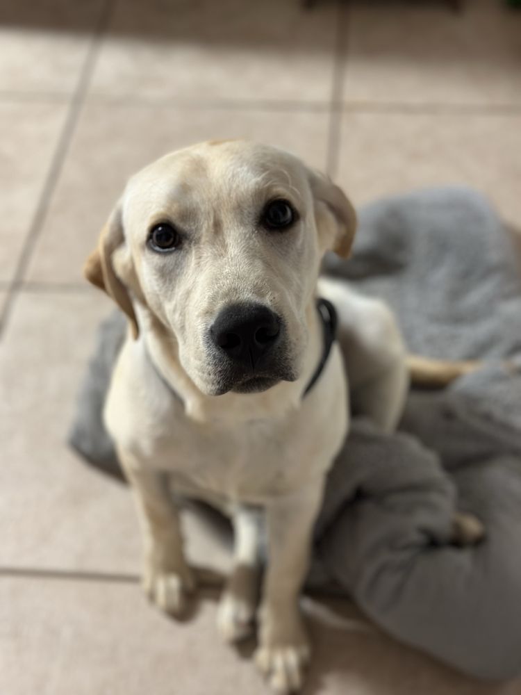 Labrador Puro | 7 meses
