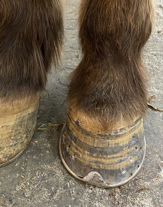 Werkowanie/podkuwanie koni