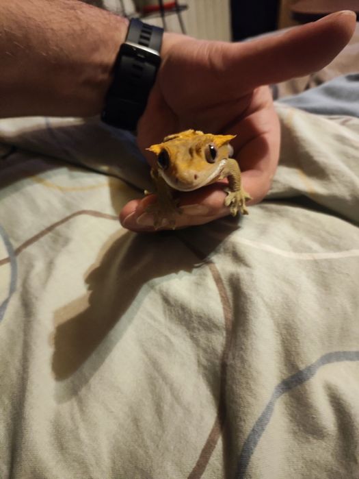 Gekon orzęsiony samczyk 3 lata