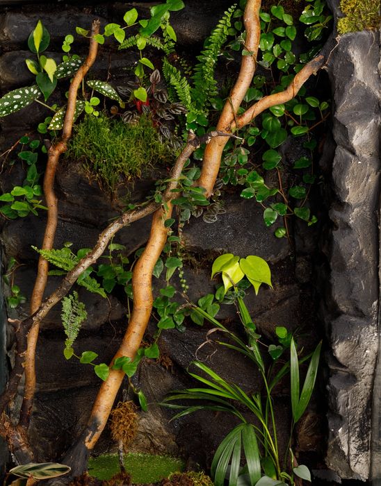 Terrarium tropikalne wyprzedaż 60x40x100