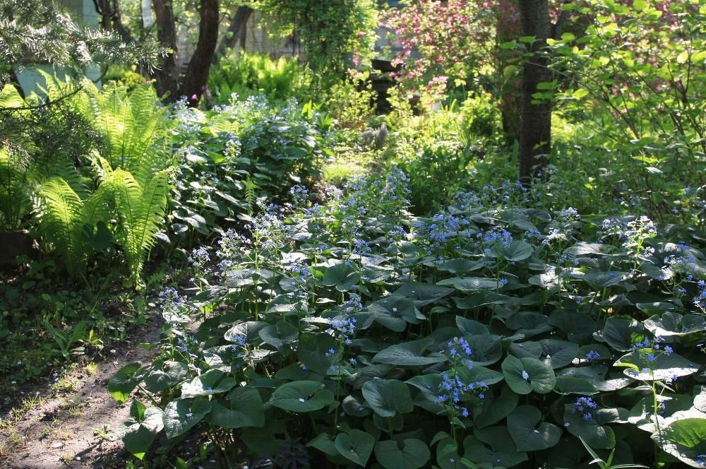 БРУНЕРА дешево и другие многолетние цветущие растения для сада