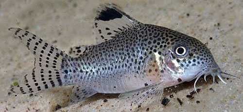 Kirysek punktowany - Corydoras punctatus - Kirys - dowóz, wysyłka