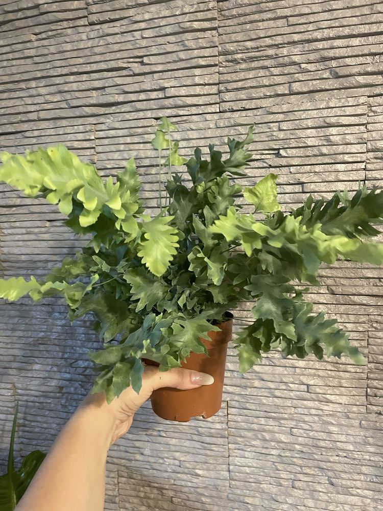 Флебодіум Davana
