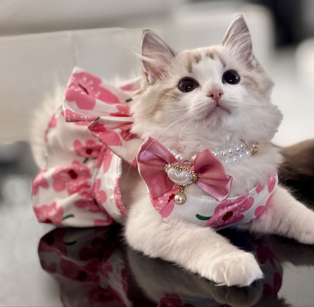Kotka  Ragdoll - puchata lalka.