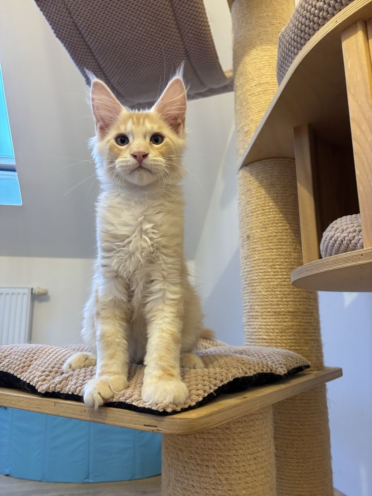 Gotowy do odbioru! Kocurek Maine Coon z badaniami Genetycznymi, FPL
