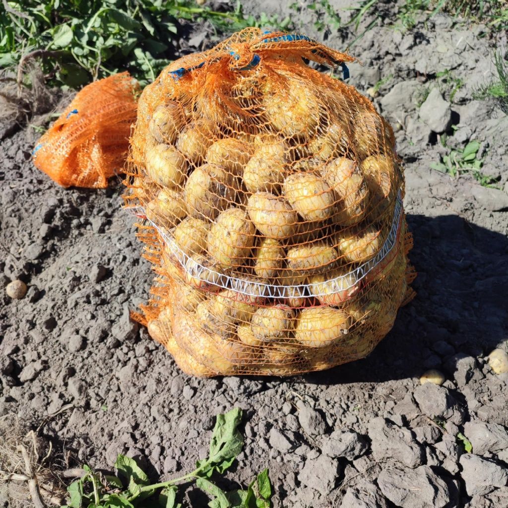 Ziemniaki Gala,RedSonia, QueenAnne
Kapusta młoda 5 zł/ szt

Kalafior 5