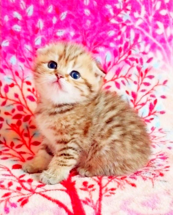 Золота шоколадна шиншила таббі дівчинка красунечка