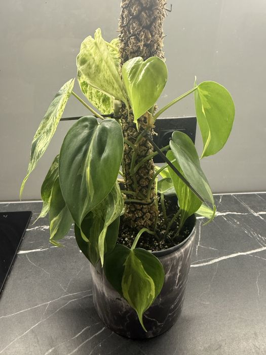 Philodendron carnival i haderaceum variegata
