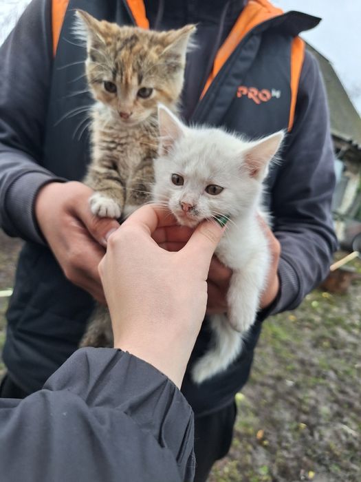 В добрі руки! Милі Кошенята. Біле, Рудо-смугасте та Сіре