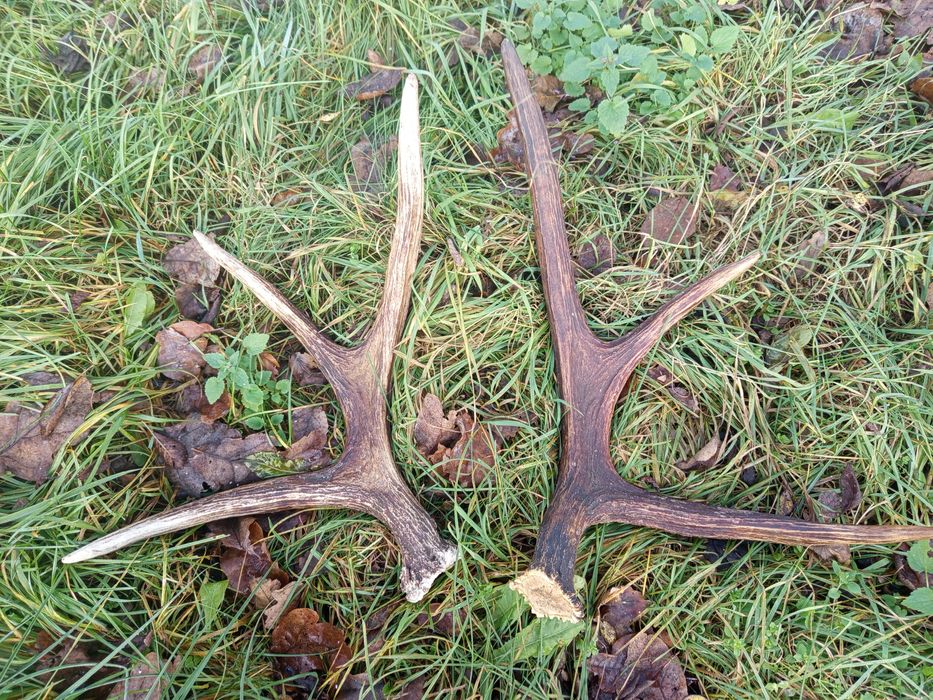 Poroże/ łopaty Łosia