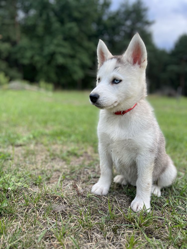 Husky Siberian/Syberian