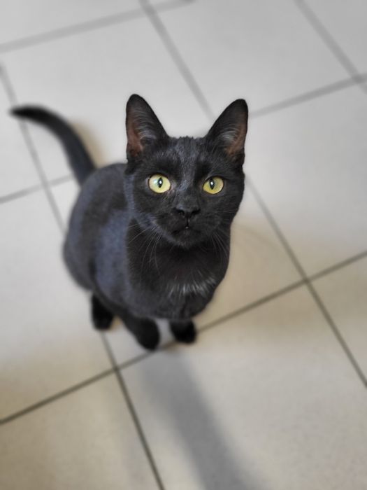 6 miesięczny kociak Helmans szuka domu