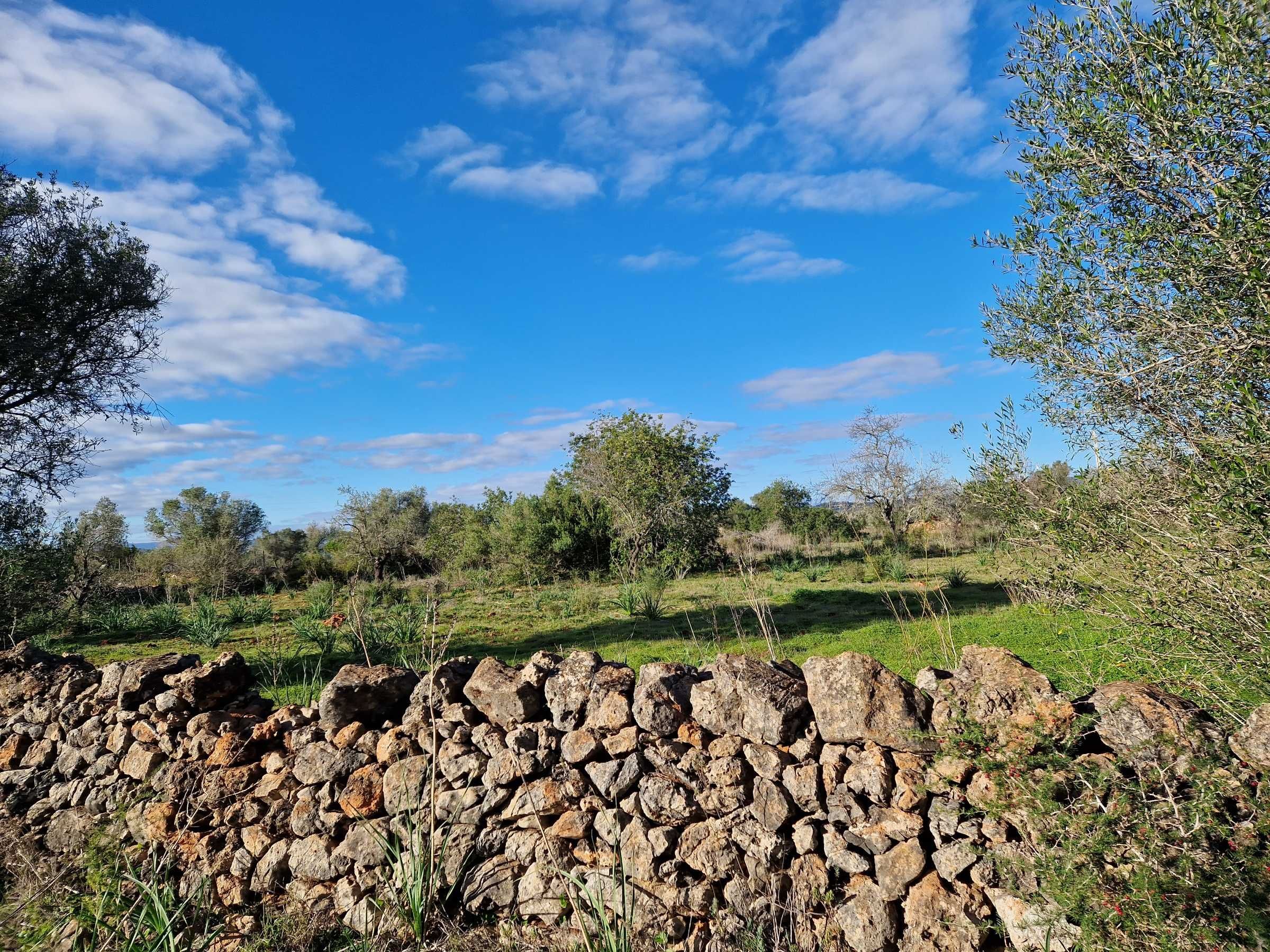 Terreno plano entre Algoz e Messines - ALTURAS