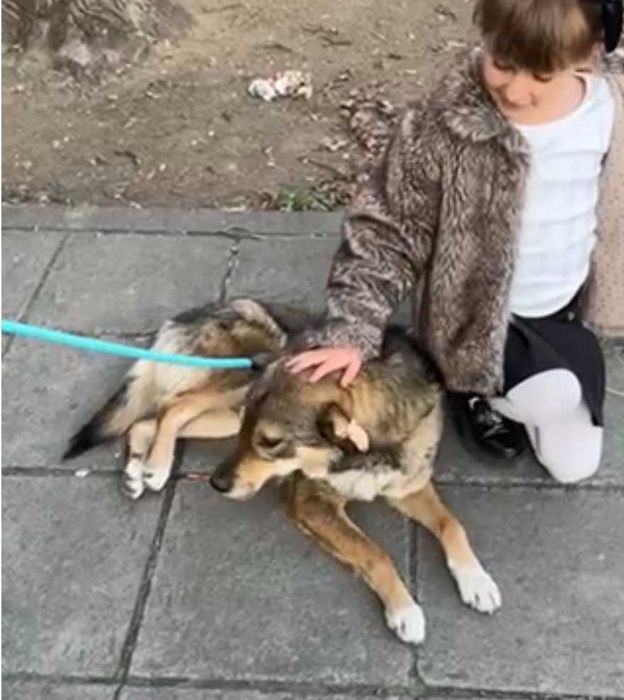 RINO poczciwy, łagodny pies. Uratowany w Bułgarii