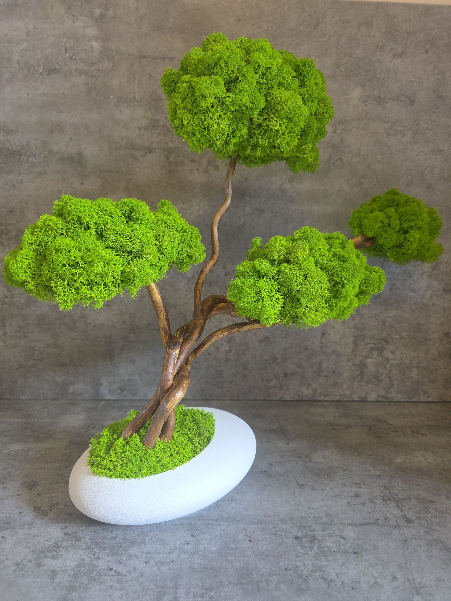 Drzewko bonsai z mchem chrobotkiem. Prezent. Dekoracje wnętrz.  Mech.