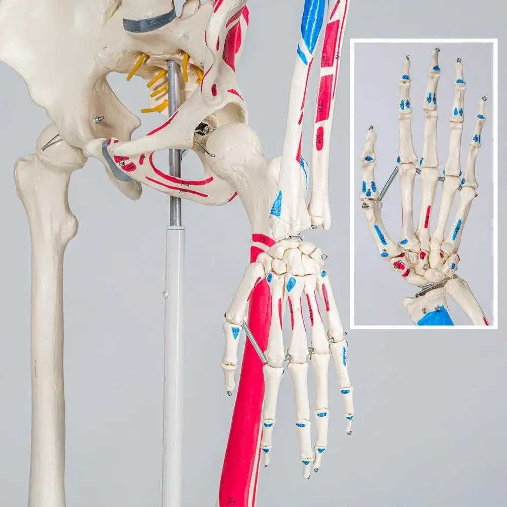 Скелет анатомический  подробный 181 см + плакат 200 костей Германия