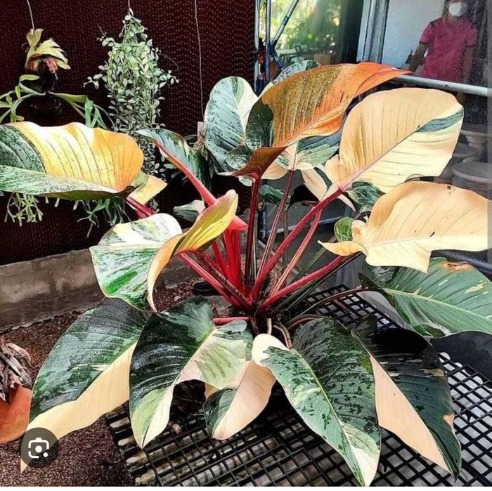 Philodendron Red Congo Varie, nr 2, don 9cm