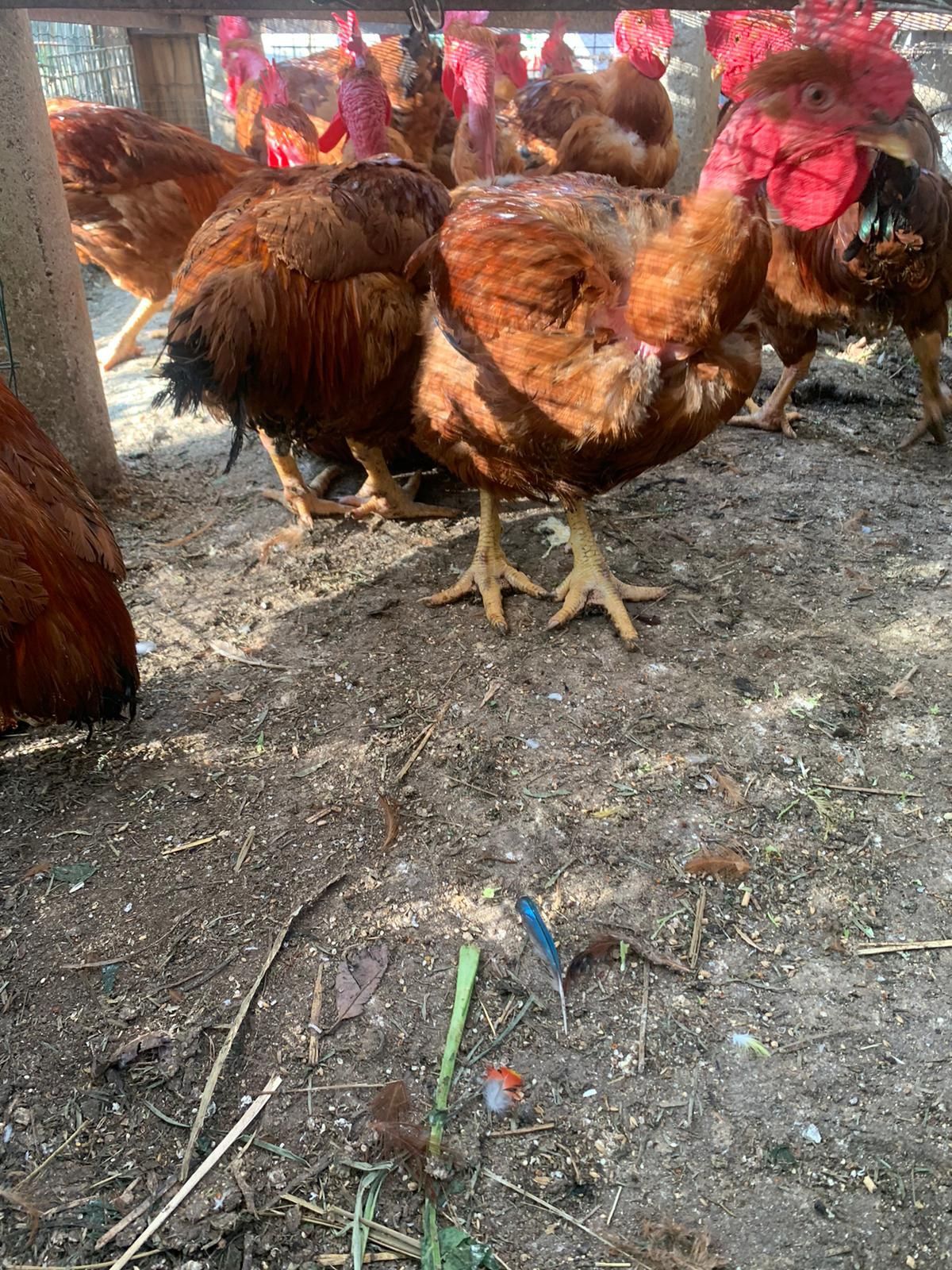 Aves de campo  galos