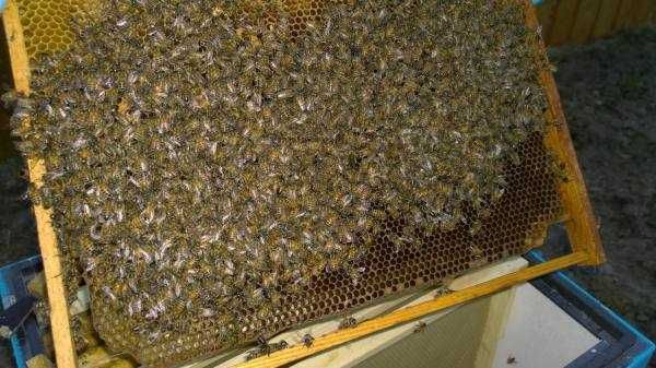 продам мед ,семьи пчел