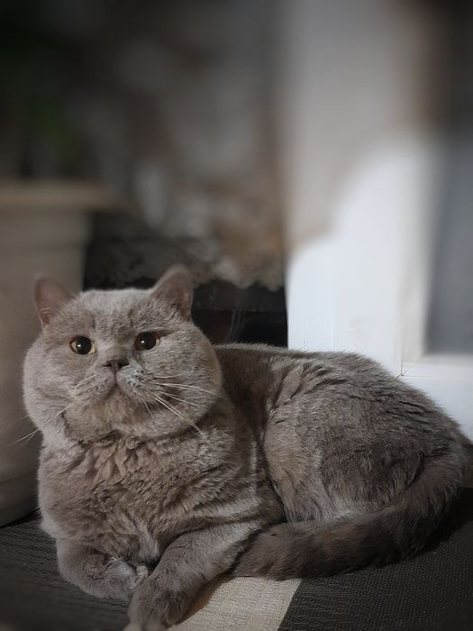 Шотландські кошенята/ шотландские котята