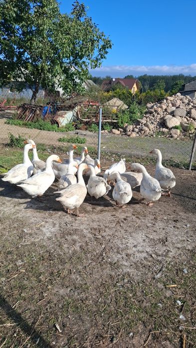 Gęsi białe kołudzkie