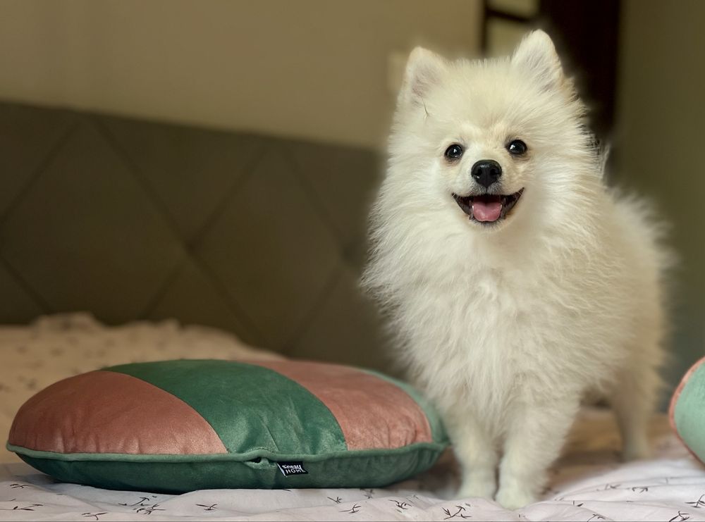 Przepiękny piesek Armani szpic pomeranian zkwp