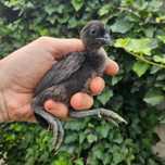 pisklaki, kurczaki australorp, rosa, i inne