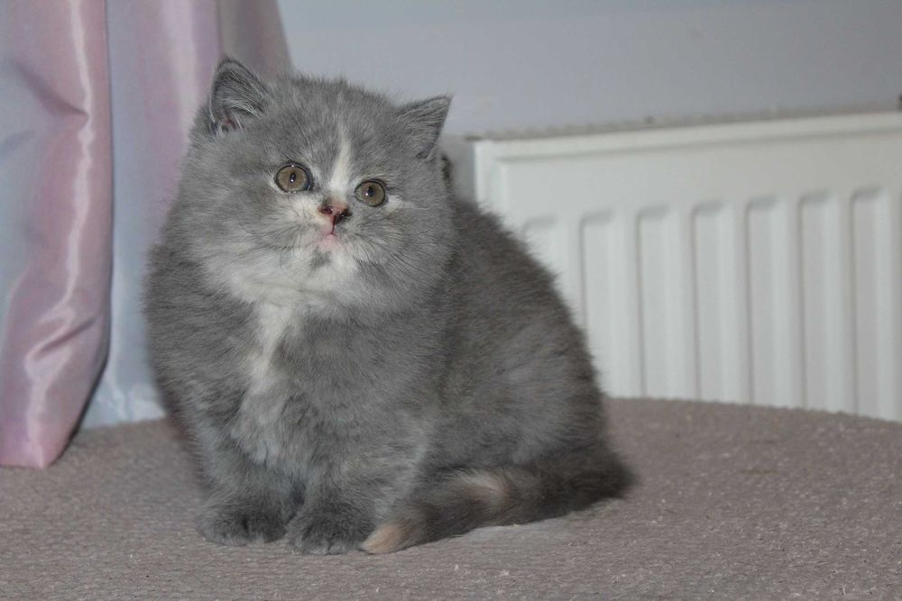 Koty, kocięta brytyjskie -kotka brytyjska niebieska szyrkretka