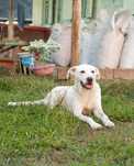 Sunia w typie labradora