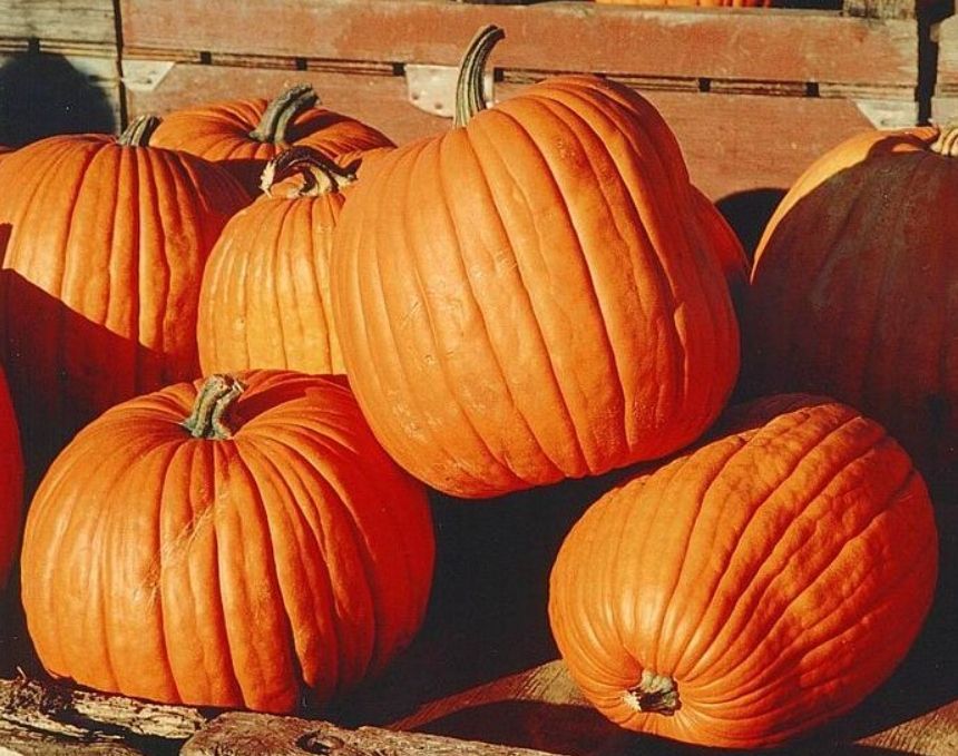 Dynia Olbrzymia BAMBINO (Cucurbita Maxima Duchesne) nasiona 20 sztuk