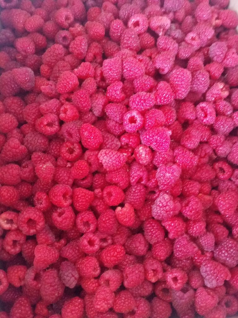 Sprzedam świeże maliny